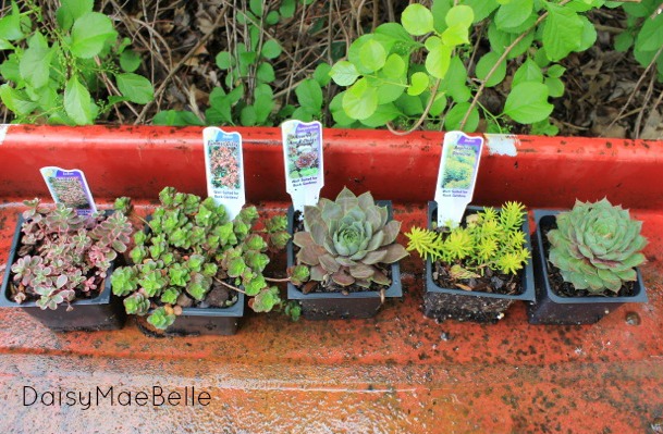 simple wagon succulent garden, container gardening, flowers, gardening, outdoor living, repurposing upcycling, succulents