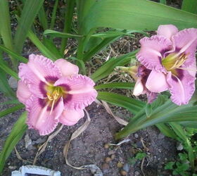 daylilies, gardening, Hard to choose a favorite but if I had to it would be this one