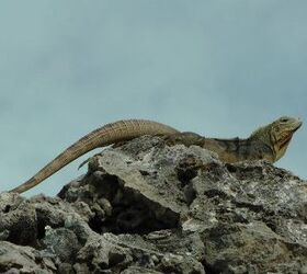 my producer and his band the swinging bavarians recently played for the troops in, He said this is one of his favorite pics from the trip It is an Iguana sunning on Glass Beach