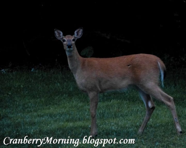 deer birds and patio doors to grid or not to grid, At night in our backyard