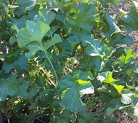 what to plant in november, flowers, gardening, The volunteer radish has declared itself emperor The root is big so it will be too tough and too spicy to eat but the leaves make a great soup