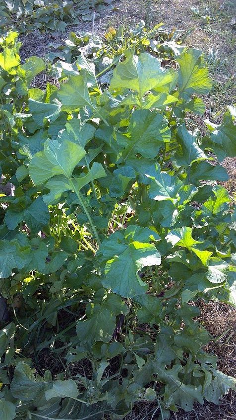 what to plant in november, flowers, gardening, The volunteer radish has declared itself emperor The root is big so it will be too tough and too spicy to eat but the leaves make a great soup