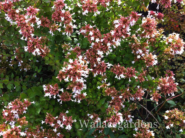 favorite bee pollinator plants for summer gardenchat, flowers, gardening, Abelia Rose Creek many varieties to choose from landscape shrub