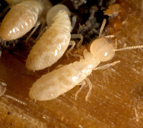 everything you need to know about termites, pest control