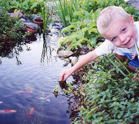 our work, flowers, gardening, outdoor living, pets animals, ponds water features, Our son feeding his fish