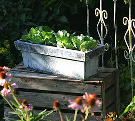 container water gardens, container gardening, gardening, ponds water features, A container you already have on hand becomes a small water garden filled with water lettuce