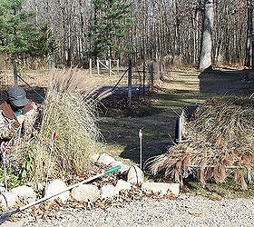 permaculture method garden in process at the small house, gardening, homesteading, landscape, Ornamental grasses being cut back in the fall and waste transported in garden cart to the compost pile