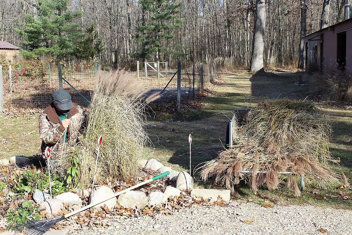 permaculture method garden in process at the small house, gardening, homesteading, landscape, Ornamental grasses being cut back in the fall and waste transported in garden cart to the compost pile