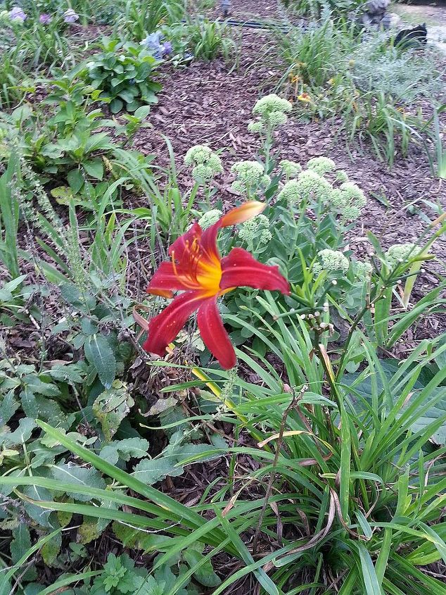 the end of summer daylily, gardening