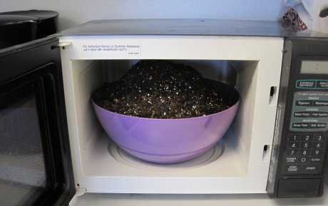 How To Get Rid Of Fungus Gnats In Your Indoor Garden Hometalk