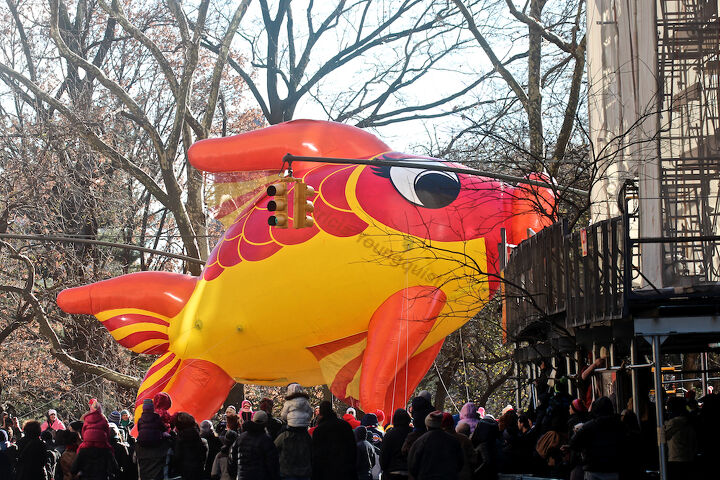 id needed re characters in entertainment, seasonal holiday d cor, thanksgiving decorations, An unidentified fish marches swims out of water in Macy s 2013 Thanksgiving Parade View Four at CPW Image featured