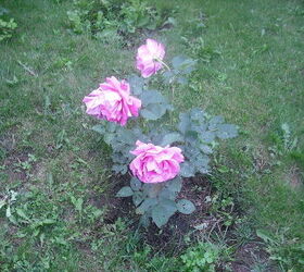 sharing my roses and flowers with garden 2, flowers, gardening, outdoor living, more roses pics of roses at different stages too