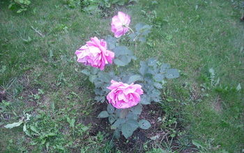 Sharing my Roses and Flowers with garden #2