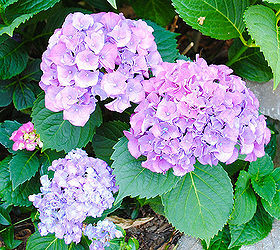 ready for spring, gardening, seasonal holiday decor, My Pink Hydrangeas Sometimes they get a little purpley too