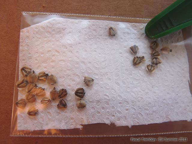 guia de imagens do mtodo de estratificao a frio mtodo de germinao de sementes, Sementes em meio estratificante Guia de instru es