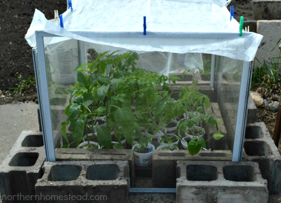 recycled little greenhouse, gardening