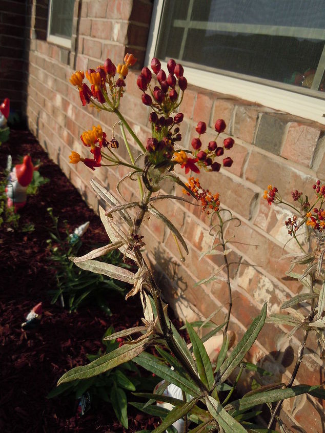 q anyone know what s making spider webs in my plants, flowers, gardening