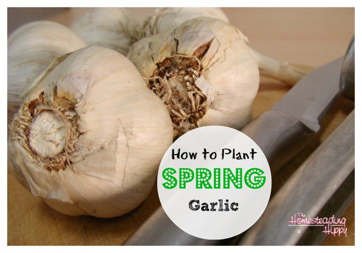 planting spring garlic, gardening