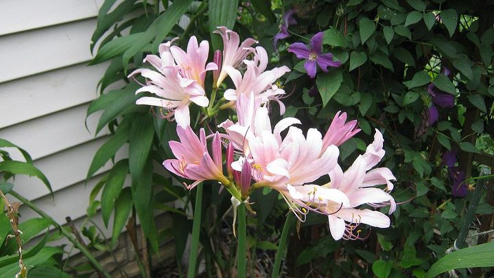 amaryllis belladonna naked lady surprise lily or resurrection lily, August 2013