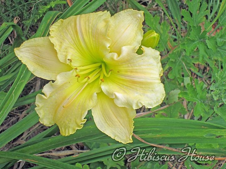 hibiscus house daylily showcase series the yellow daylily, flowers, gardening, hibiscus