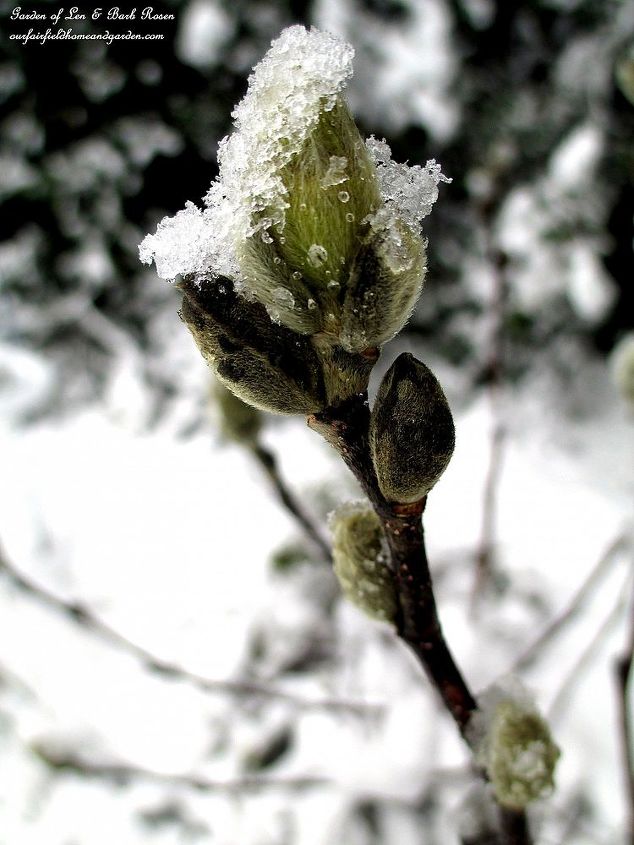 late spring snow, gardening, outdoor living, perennial, Star Magnolia Blossoms