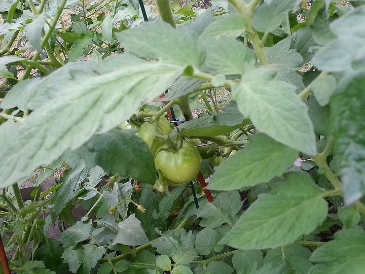 how do you prepare for the next season when your crops are finished, gardening, Beefsteak tomatoes