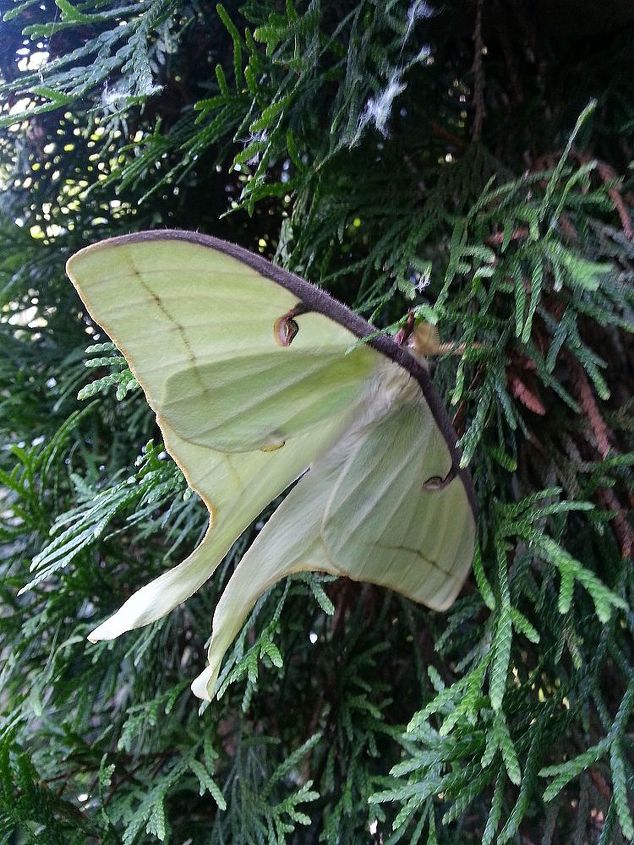 this is why gardening and nature makes me happy, gardening, I had to move the branches to get a better pic and he moved They are night time moths