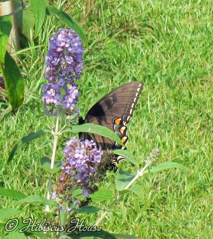 activity in the butterfly garden, flowers, gardening, pets animals