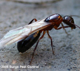 difference between termites and ants, pest control, Carpenter ant reproductive swarmers