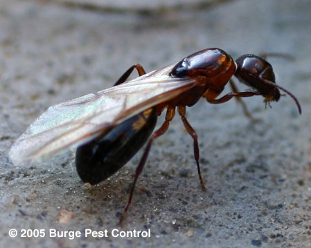 difference between termites and ants, pest control, Carpenter ant reproductive swarmers