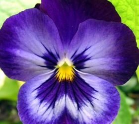 planting pansies in the winter
