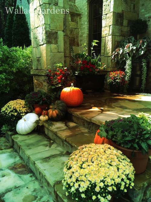 pumpkins on porches pumpkinideas gardenchat, container gardening, gardening, seasonal holiday d cor, Autumn morning sunlight adds an extra element to PumpkinsOnPorches PumpkinIdeas Thanks to Annie Haven for her organic compost moopootea AuthenticHavenBrand