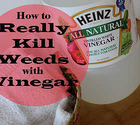 really killing weeds with vinegar, flowers, gardening, Household vinegar will NOT kill weeds Read how to REALLY kill weeds with vinegar
