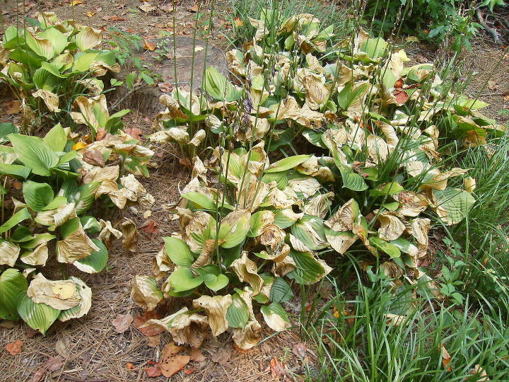 here are old established hostas that have always done very well even with my, gardening