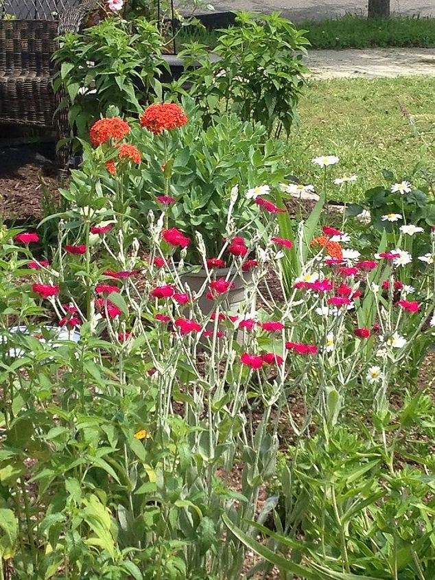 more garden and an extra sitting space to rest my bones, flowers, gardening, hydrangea, Rose Champion Maltese Cross Monarda Stokesia