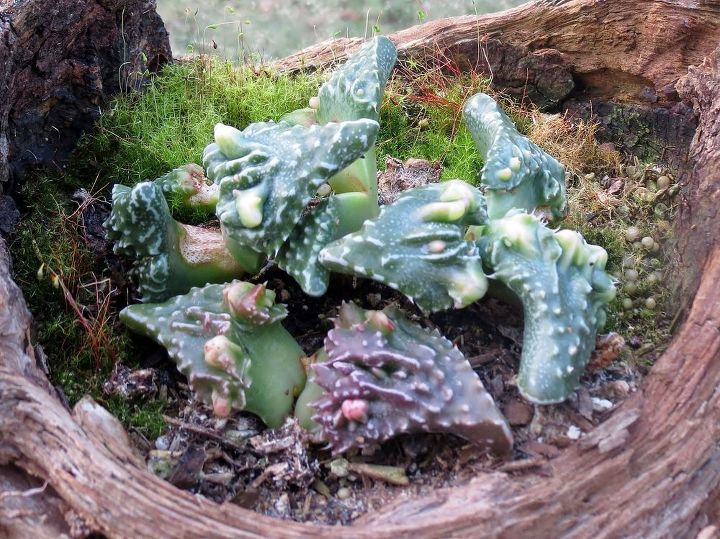 my garden in winter, container gardening, gardening, succulents, Not sure about the common name for these