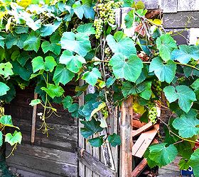a happy grapevine accident story worth telling, garages, gardening, outdoor living, repurposing upcycling, I had full intentions of clipping back this vine and closing the door but when I saw what it could be I smiled and let it do it s thing The door has become an arbour of sorts