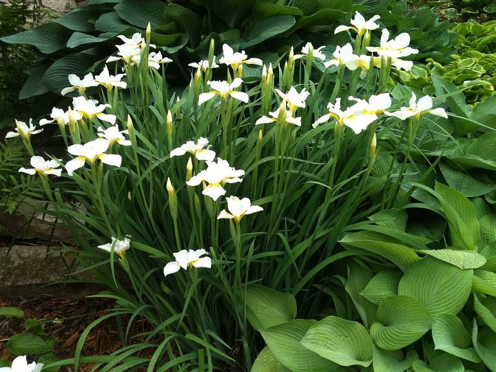 stroll through the garden, flowers, gardening, outdoor living, perennial, ponds water features, White Iris Very dramatic in the large hosta