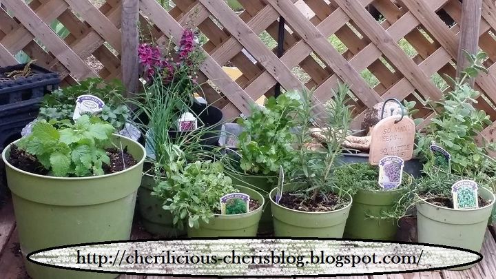 loving my fresh herb garden, gardening