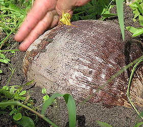 the biggest seed i ever planted, gardening, Plant so that the coconut is about half buried