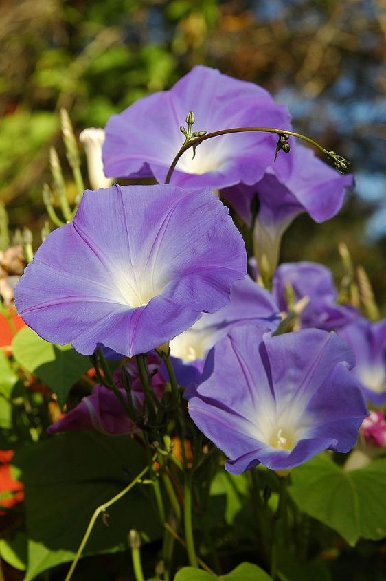 morning glory another color mutation, gardening