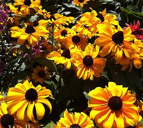 favorite bee pollinator plants for summer gardenchat, flowers, gardening, Black Eyed Susan Rudbeckia hirta perennial