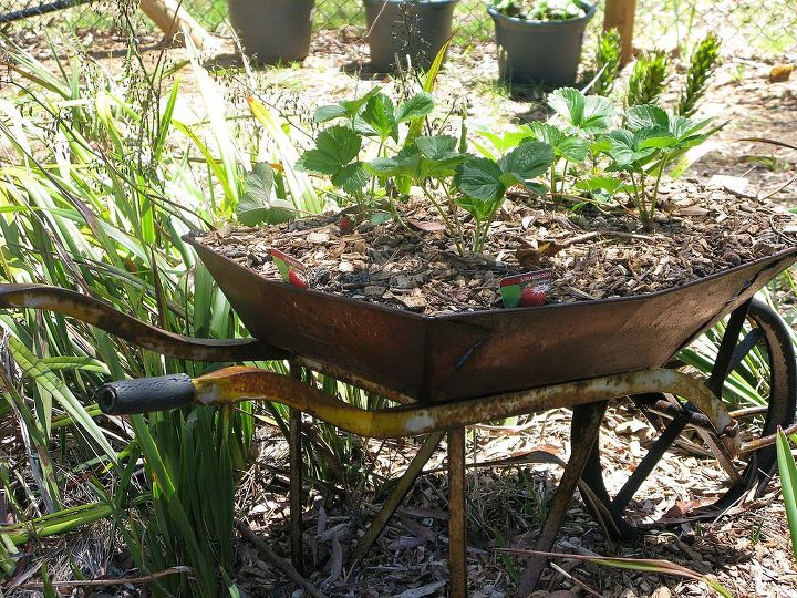 garden art and features, flowers, gardening, outdoor living, succulents, Neighbours donation of old rusty barrow planted up with strawberry plants