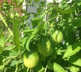 i think my nursery lied to me, container gardening, gardening, Mystery tomatoes