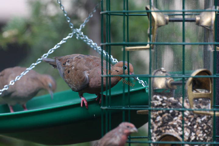 catching crumbs that fall to the floor followup 3 to 8 22 s post, decks, gardening, outdoor living, pets animals, urban living, This image was also Mourning Doves alighting on Seed Saucer as featured within TLLG s Blogger posts on an entry