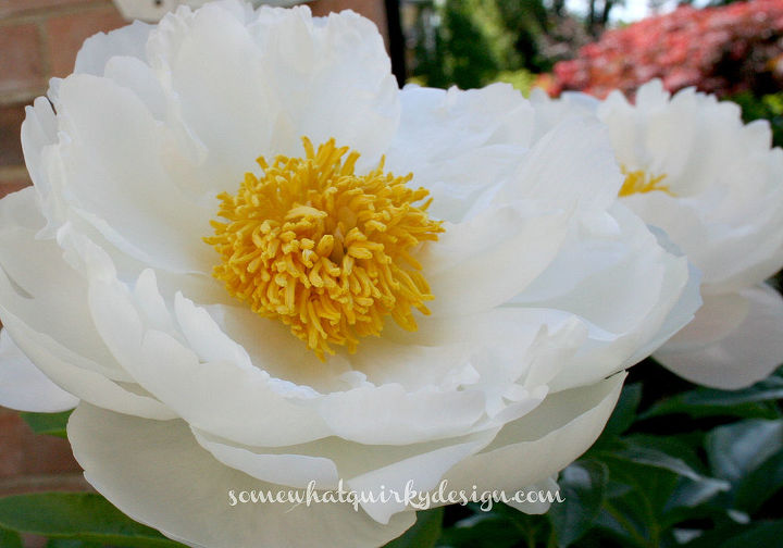 peonies is there anything more beautiful, gardening