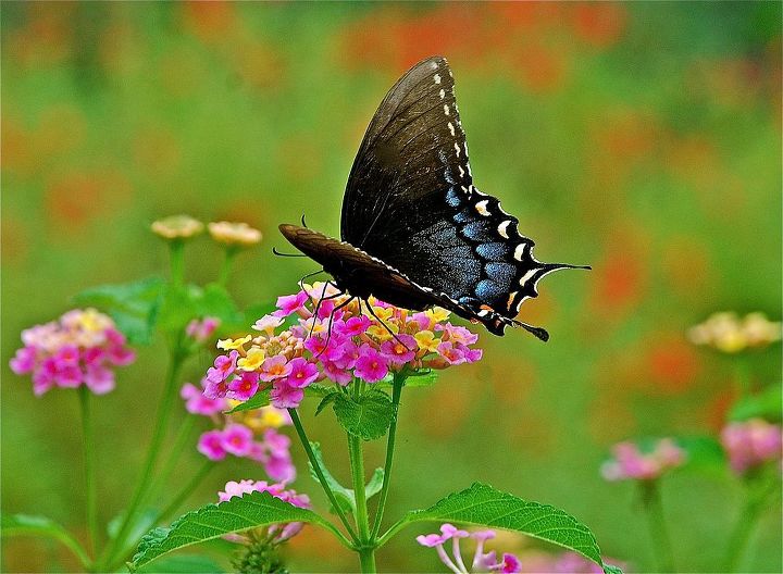 what s happening currently in my yard, flowers, gardening, hibiscus, The black swallowtail prefers the lantana