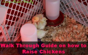 How to Raise Chickens for Beginners