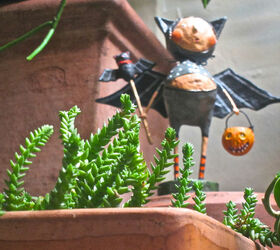 group c wins 3rd coin toss follow up halloween decor part 3 of 4, flowers, gardening, halloween decorations, seasonal holiday d cor, succulents, Ready for her garden themed close up Ms Kitty Cat AND Her Bat in my succulent garden