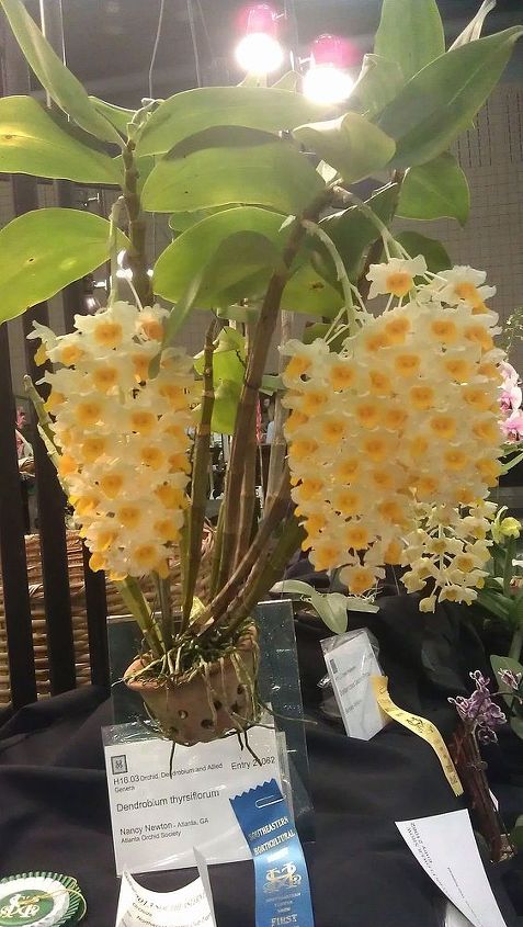 pics from 2013 southeastern flower show in atlanta, flowers, gardening, Another view or that cool looking orchid See name card in next image